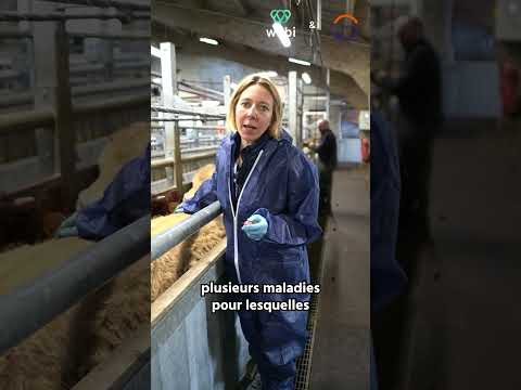 Vétérinaire en coopérative 